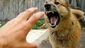 Strah pred psemi: simptomi, znaki, kaj storiti, če je pes